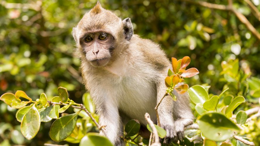 Monkeys such as this can be found in the Bras d'Eau national park