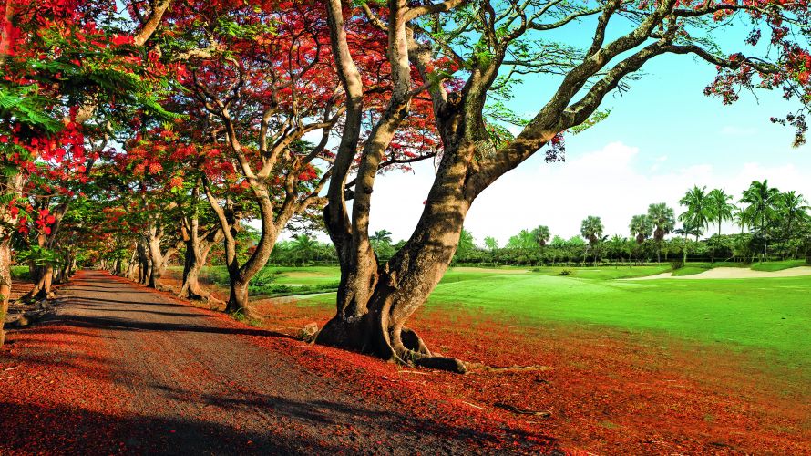 The flamboyant trees of the red alley are well worth a visit at the end of the year