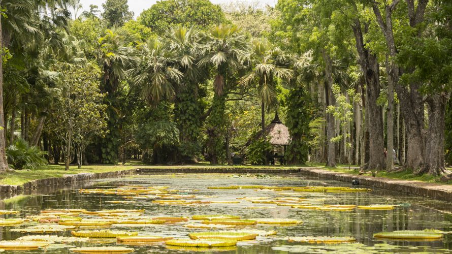 The Pamplemousses Gardens are a must for any fans of nature