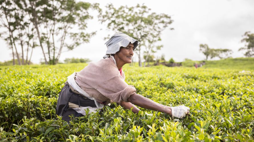 A tea picker at the tea plantation Bois Chérie