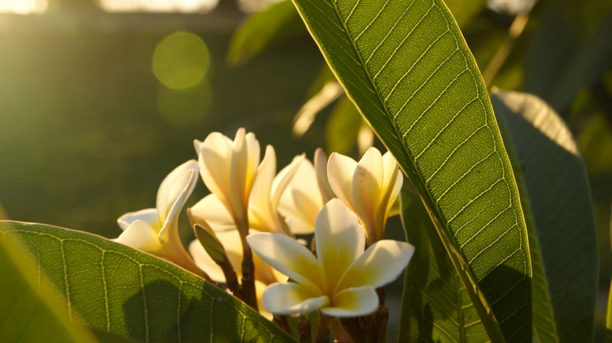 Wonderful plants can be found in the Telfair Garden