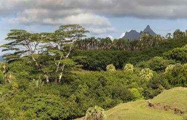 Why Mauritius?